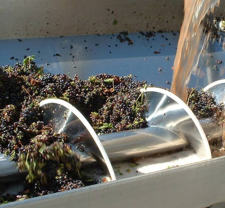 Rosca sem eixo shaftless Martin transportando uvas em vinícola